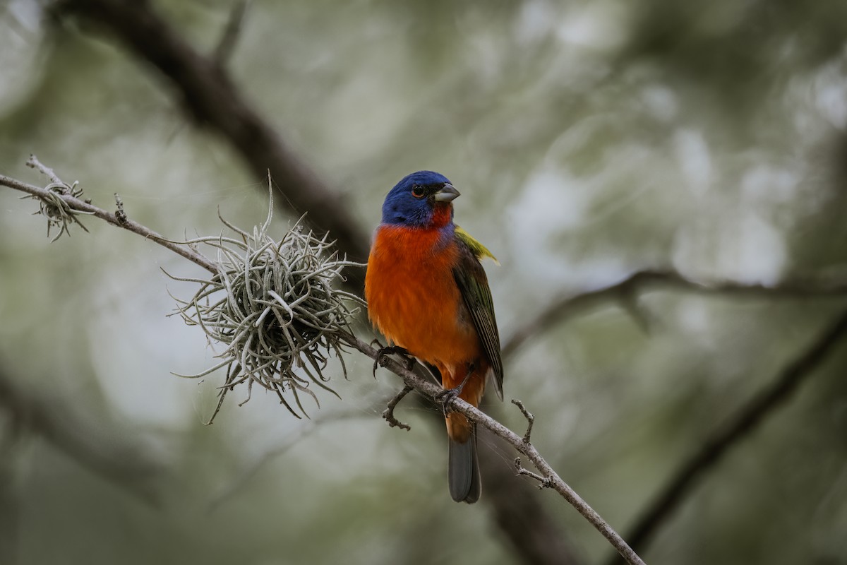 Painted Bunting - ML618597530