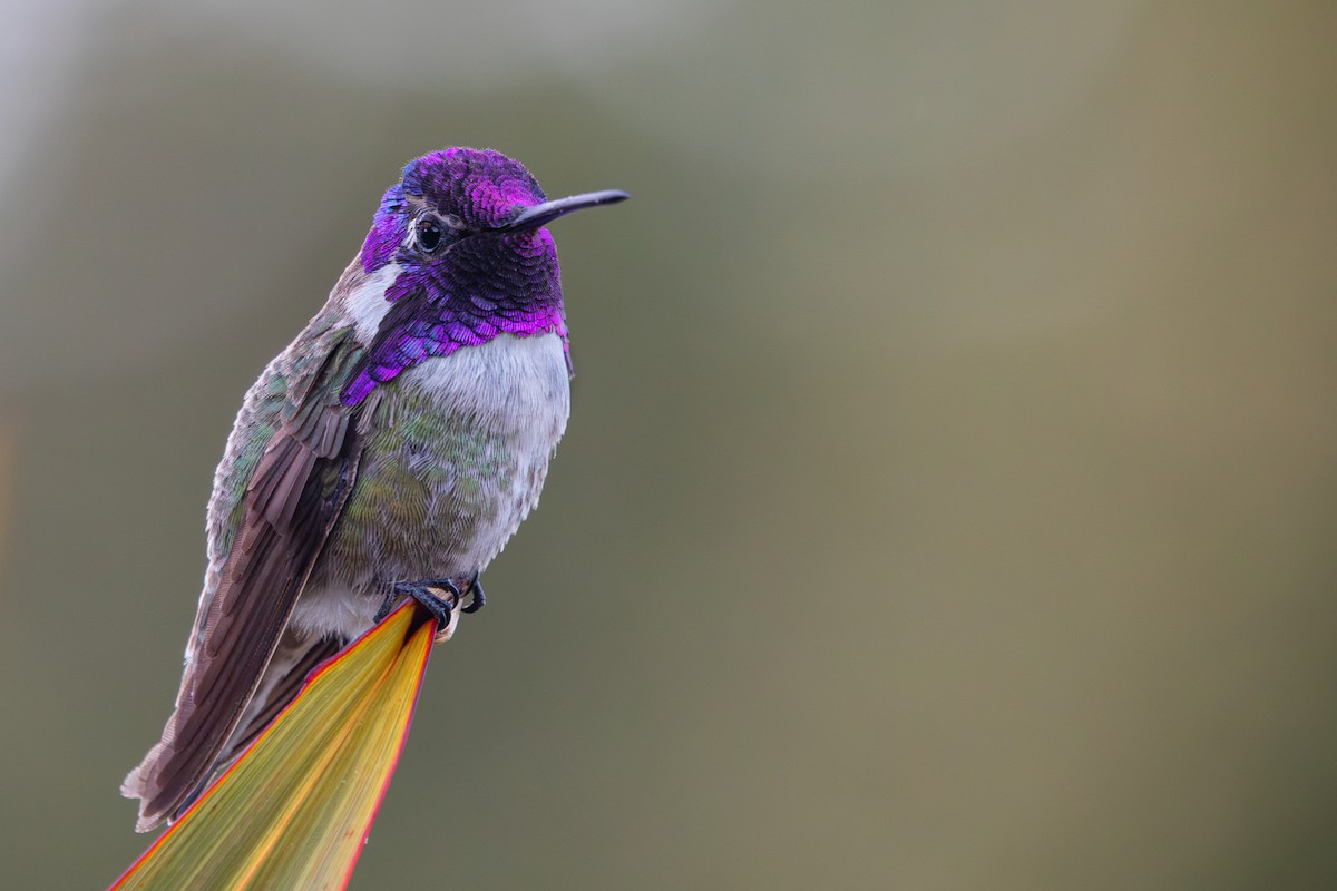 Costa's Hummingbird - ML618597538