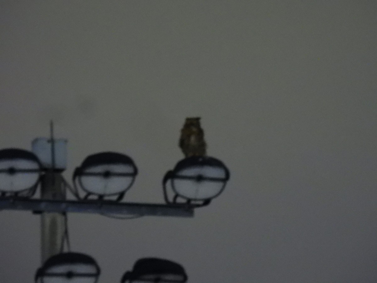 Great Horned Owl - ML618597540