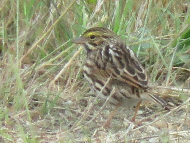Savannah Sparrow - ML618597578
