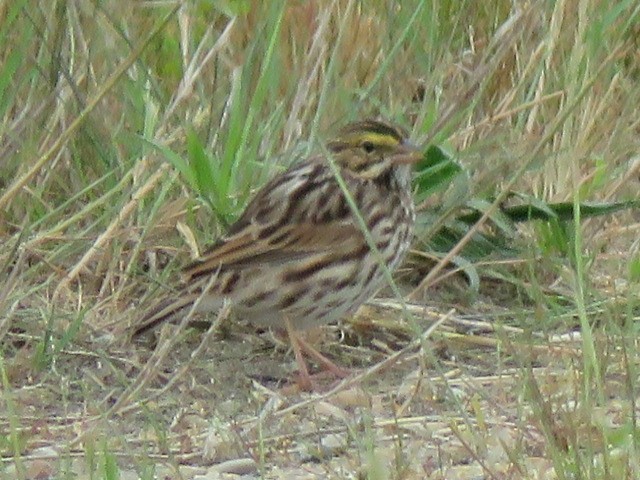Savannah Sparrow - ML618597579