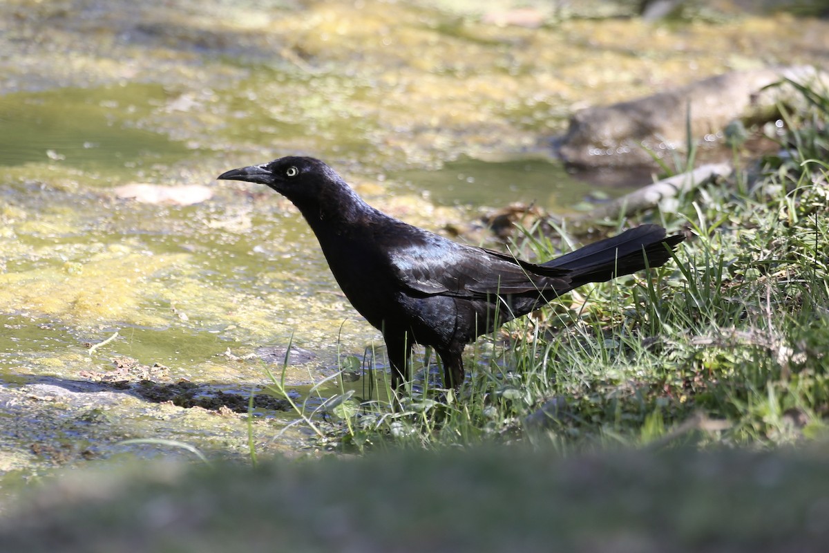 Great-tailed Grackle (Western) - ML618597596