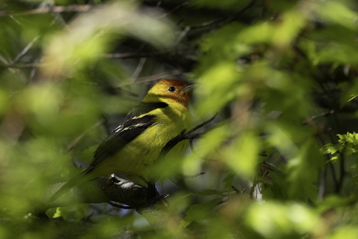 Western Tanager - ML618597597