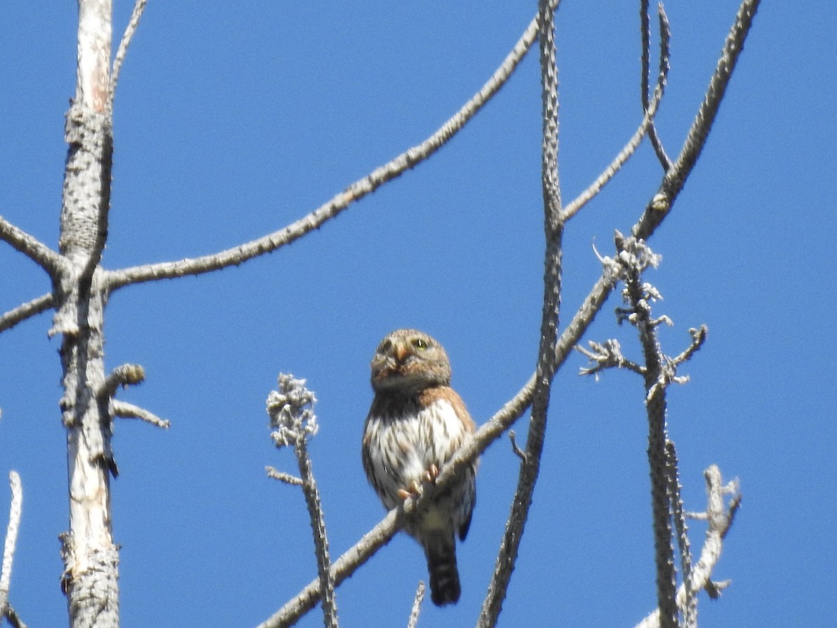 Northern Pygmy-Owl - ML618597617