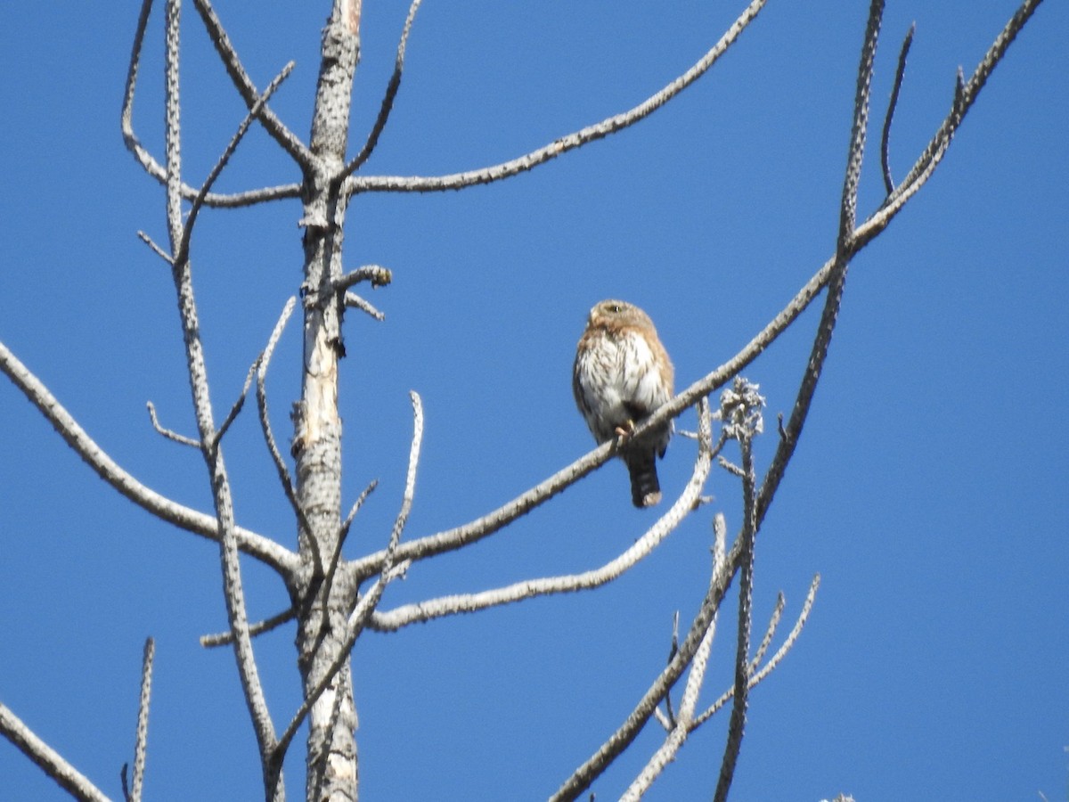 Northern Pygmy-Owl - ML618597618