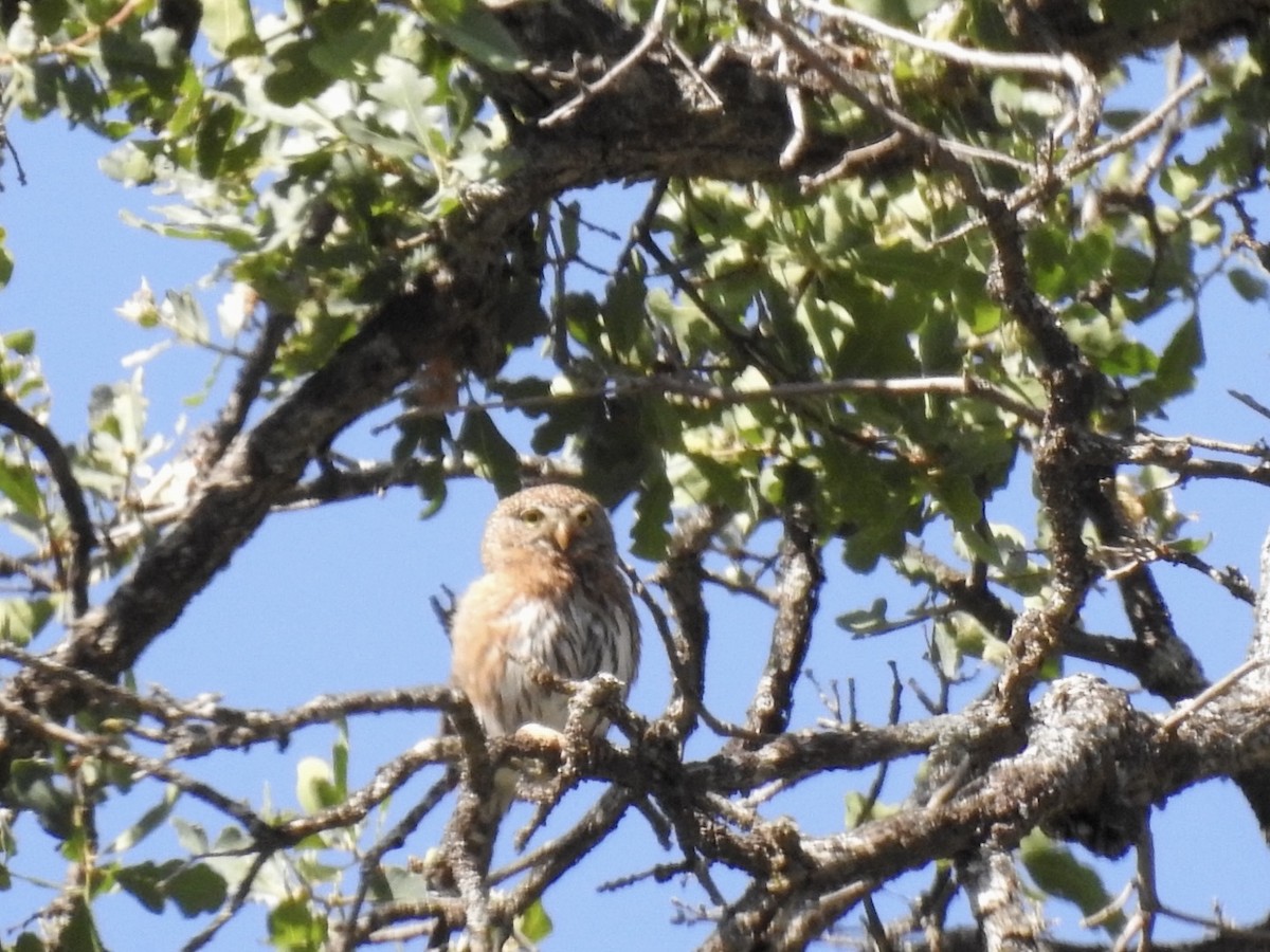 Northern Pygmy-Owl - ML618597619