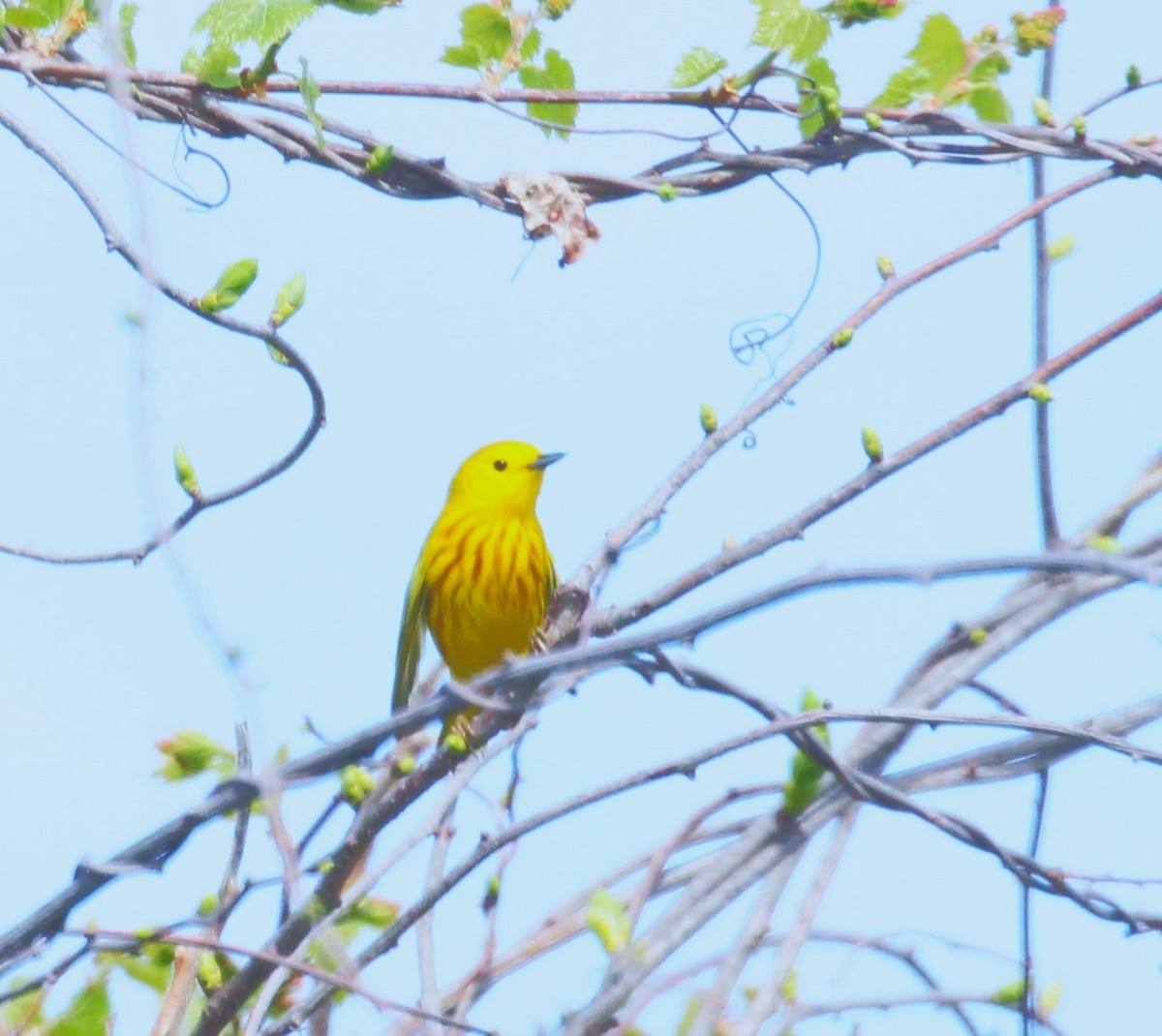 Yellow Warbler - ML618597622