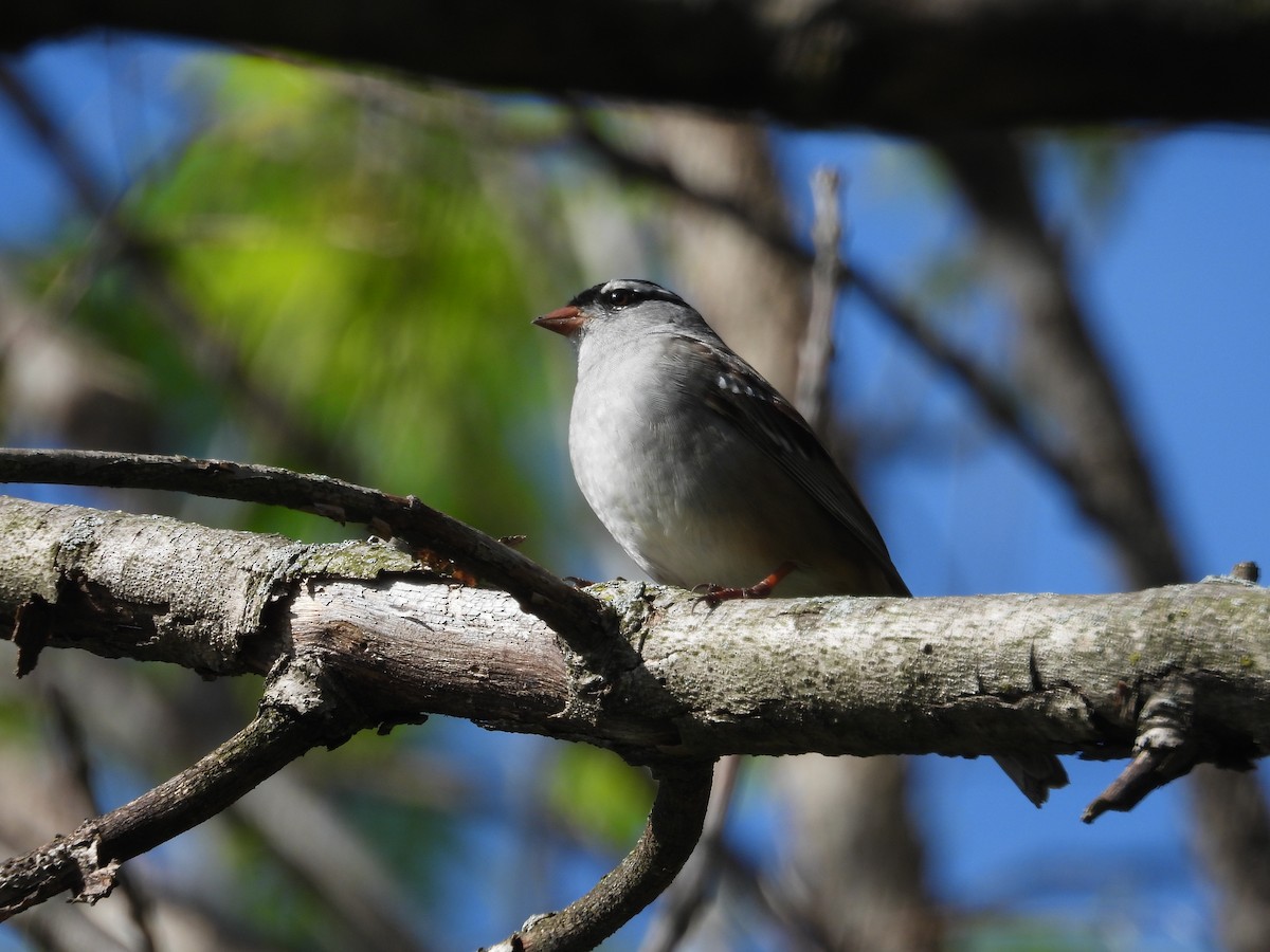 White-crowned Sparrow - ML618597661