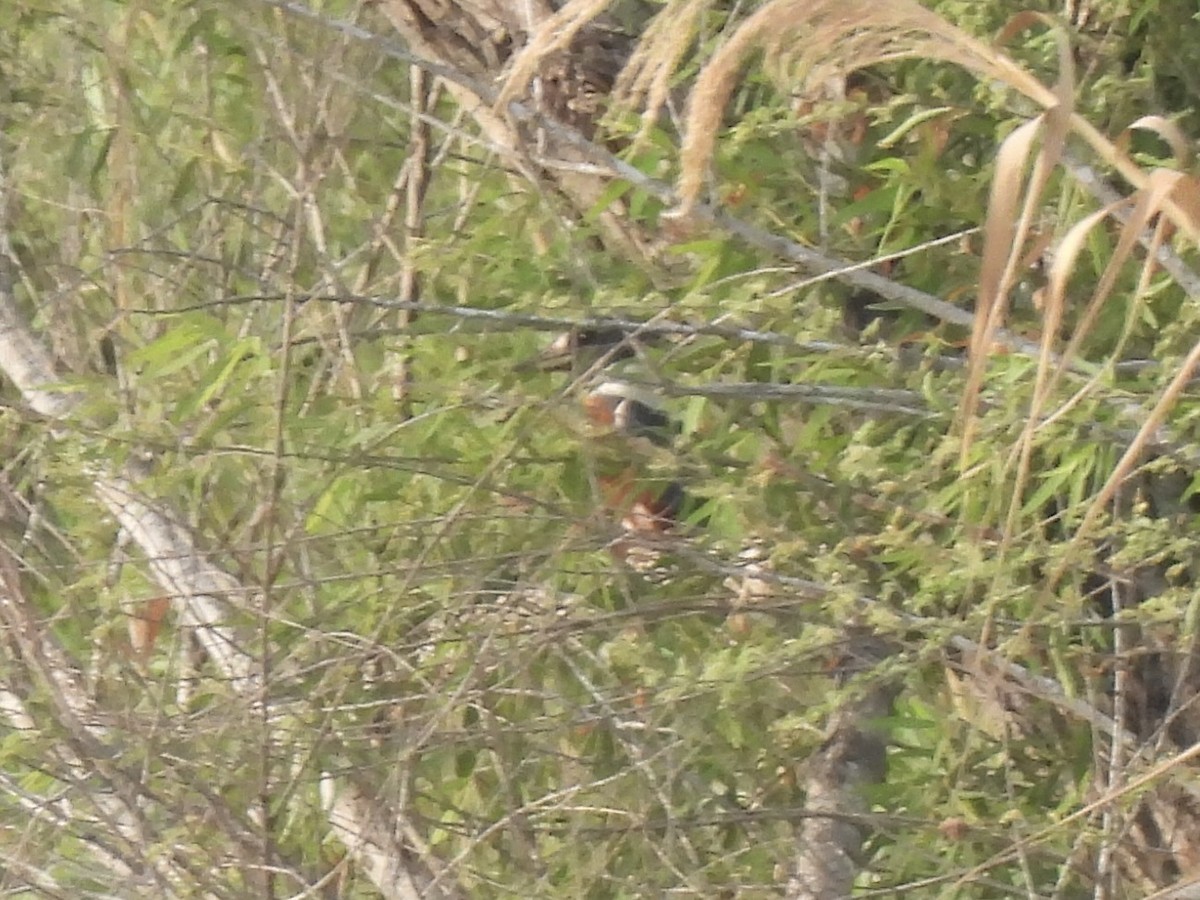 Красногрудый зимородок - ML618597677