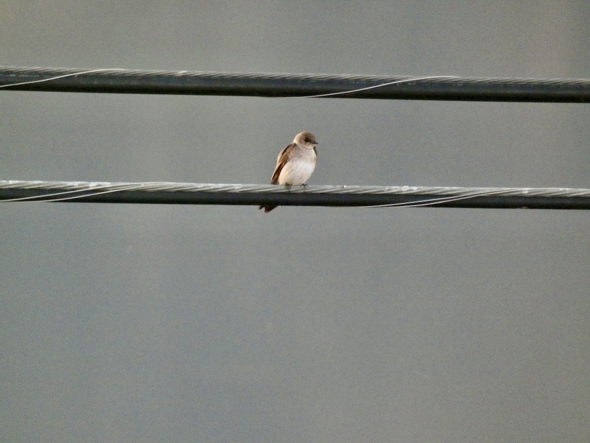 Northern Rough-winged Swallow - ML618597701