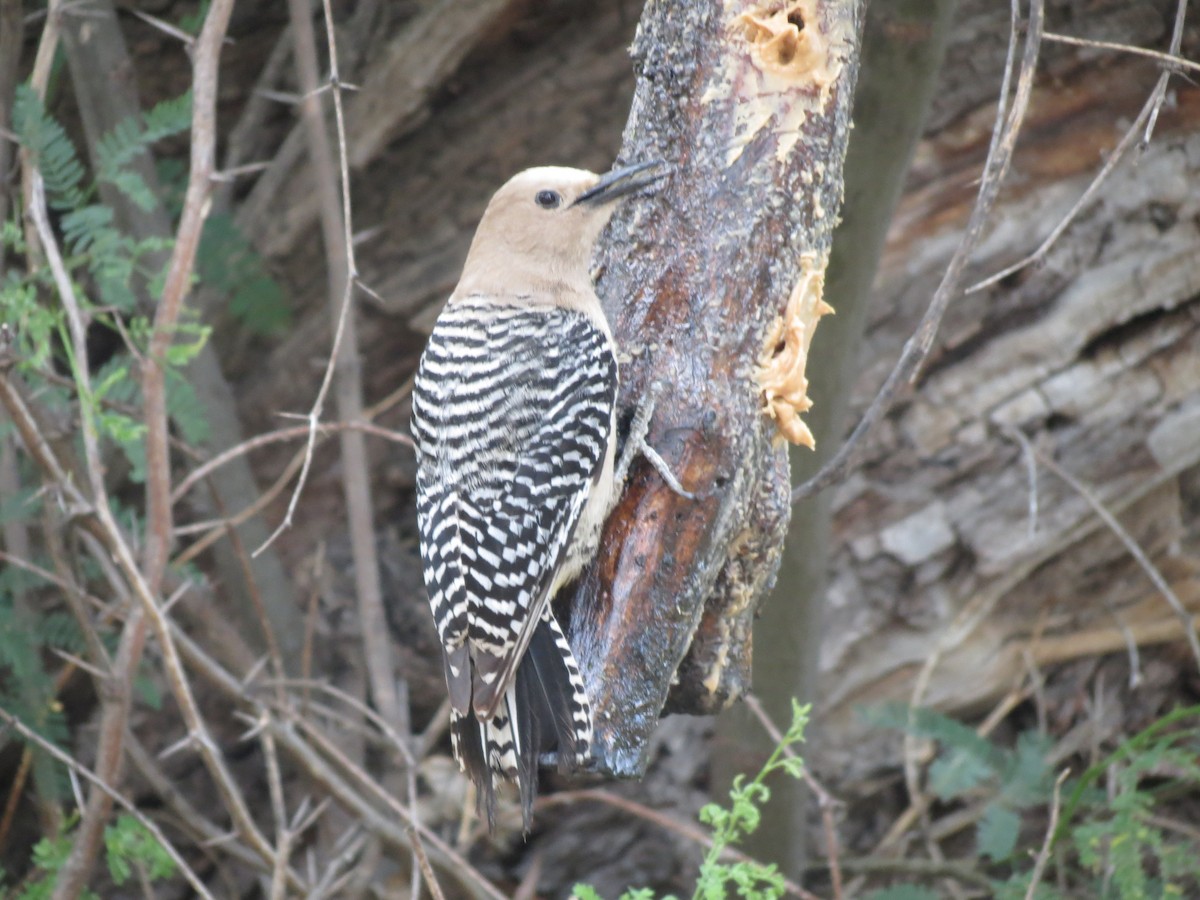 Gila Woodpecker - ML618597739