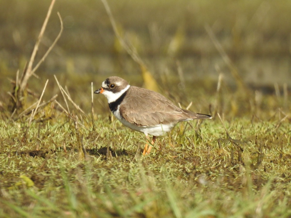 Semipalmated Plover - ML618597746