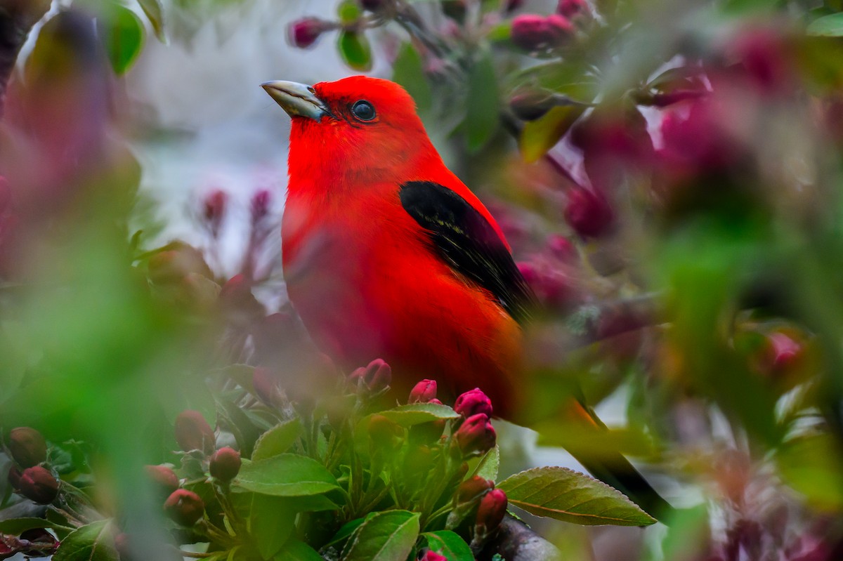 Scarlet Tanager - ML618597777