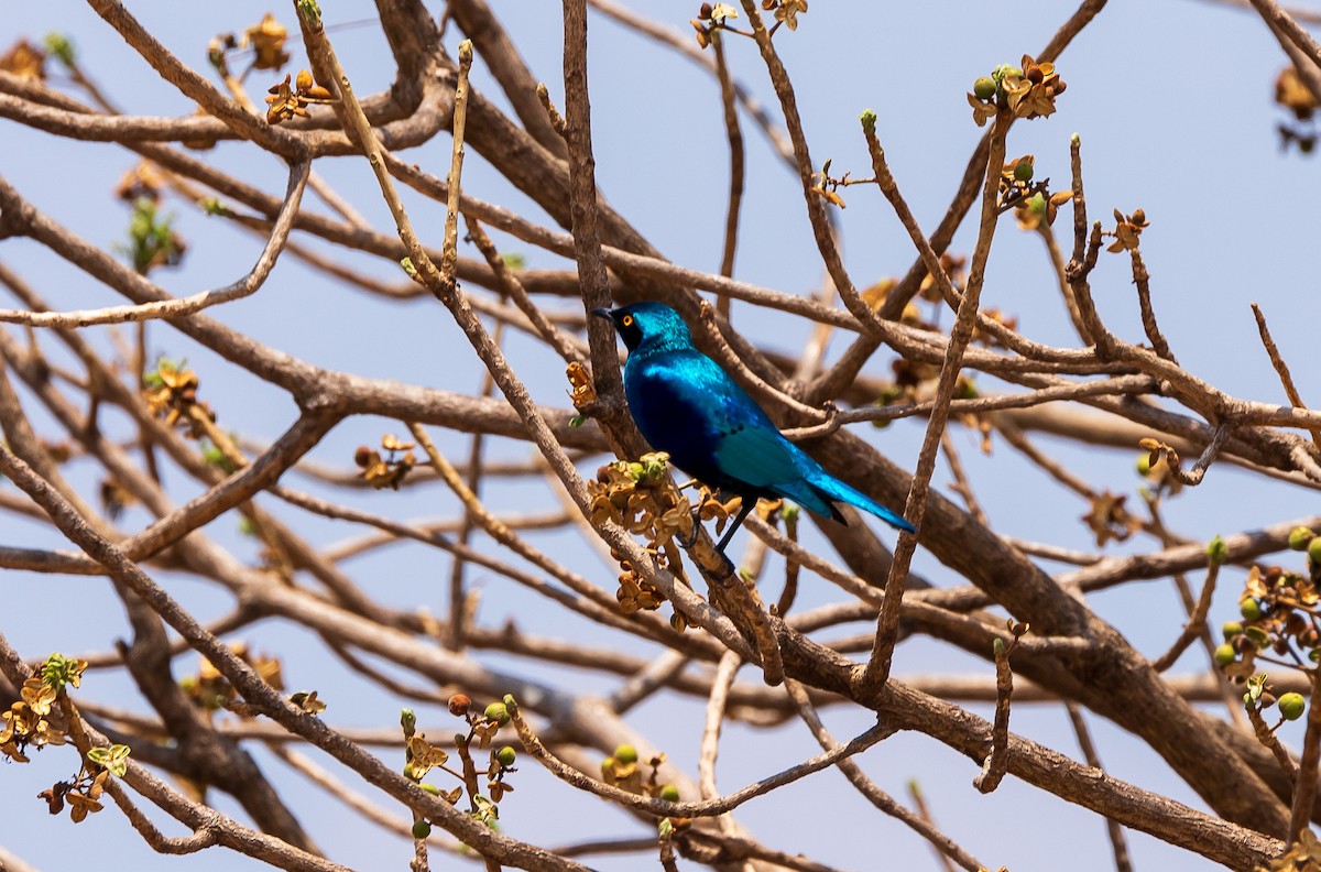 Greater Blue-eared Starling - ML618597800