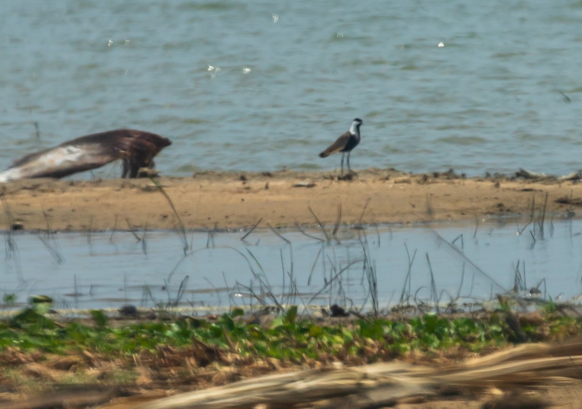 Spur-winged Lapwing - ML618597803