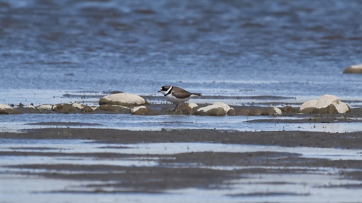 Semipalmated Plover - ML618597804