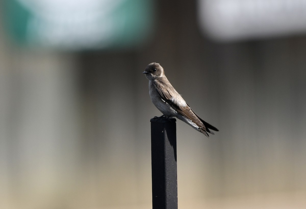 Northern Rough-winged Swallow - ML618597852