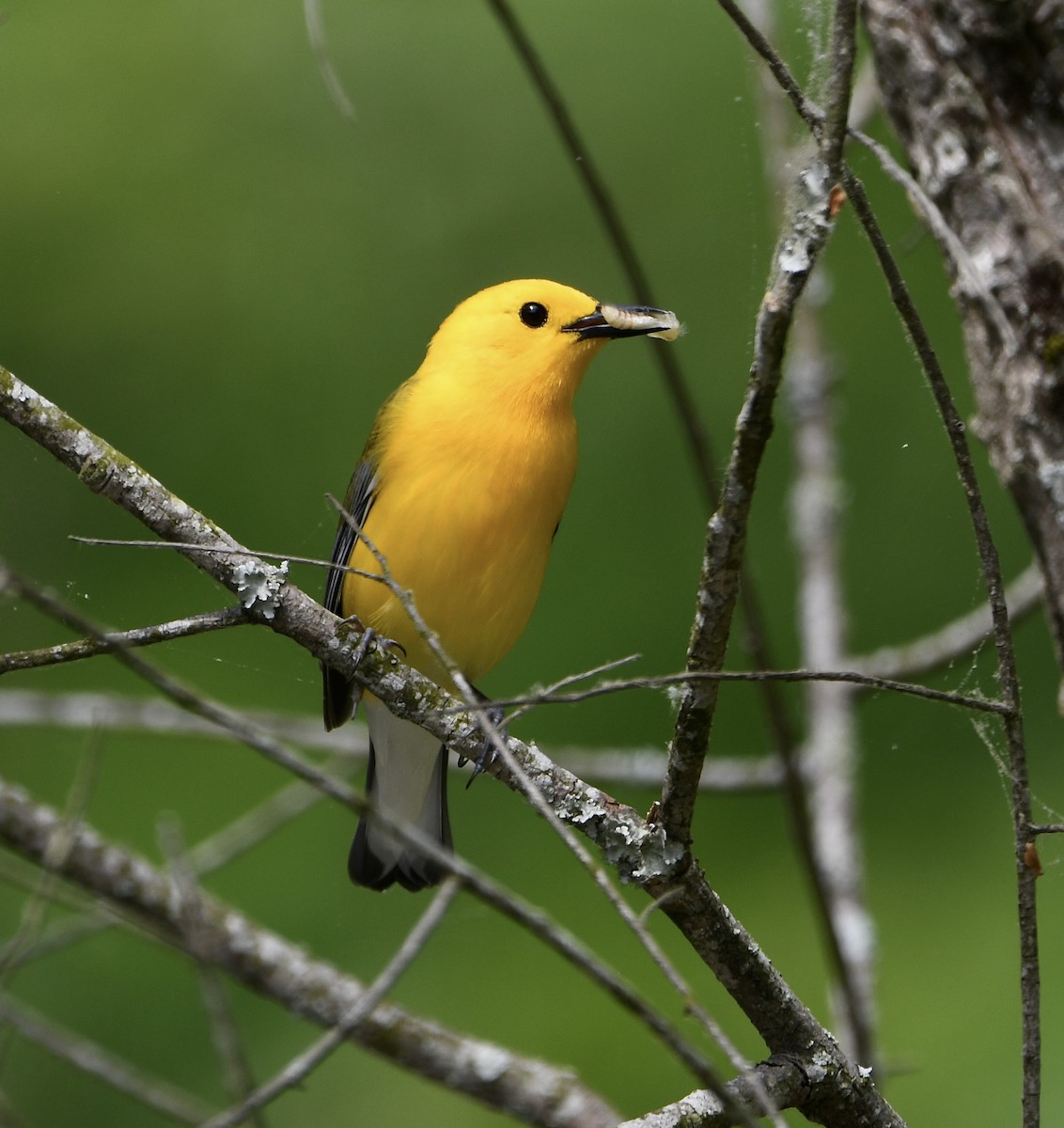 Prothonotary Warbler - ML618597986