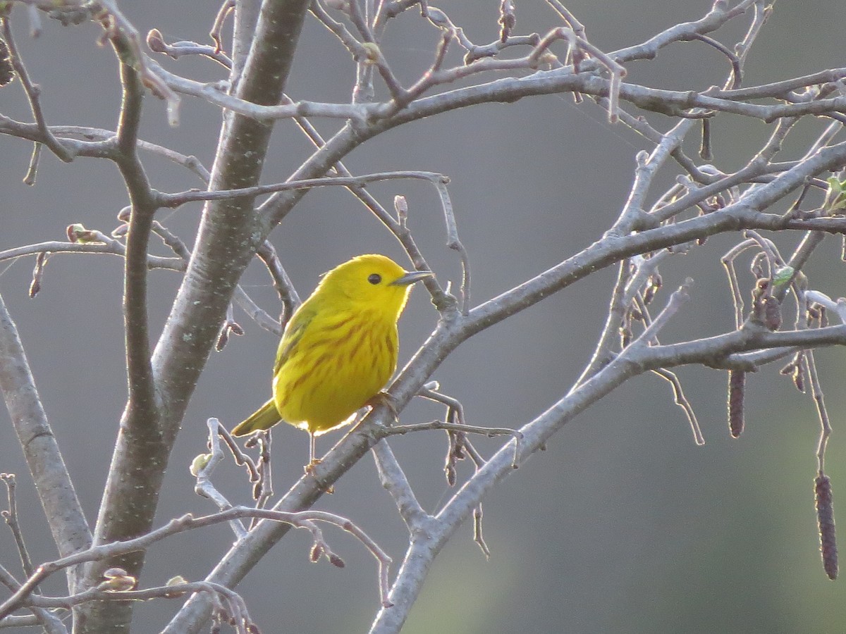 Yellow Warbler - Jenifer Glagowski