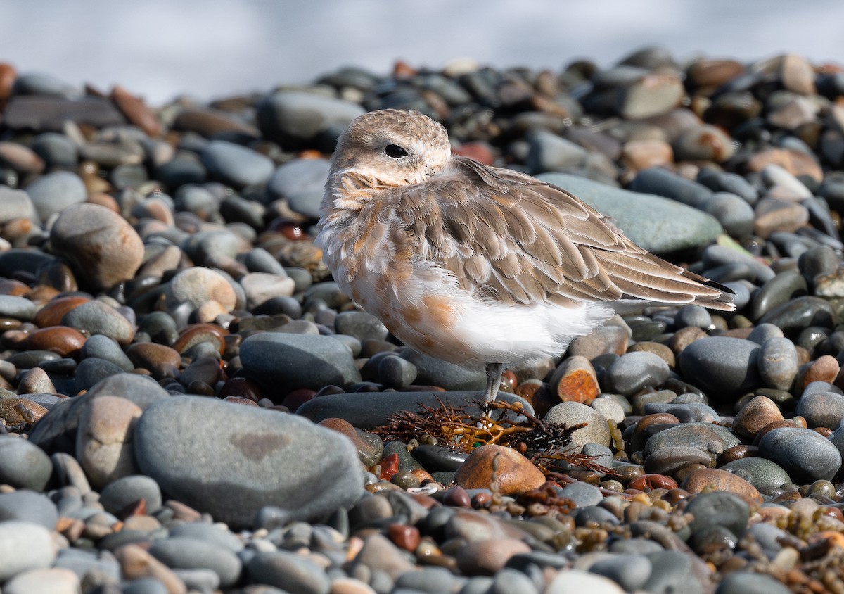 Red-breasted Dotterel - ML618598029