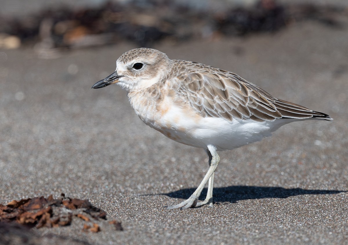 Red-breasted Dotterel - ML618598032