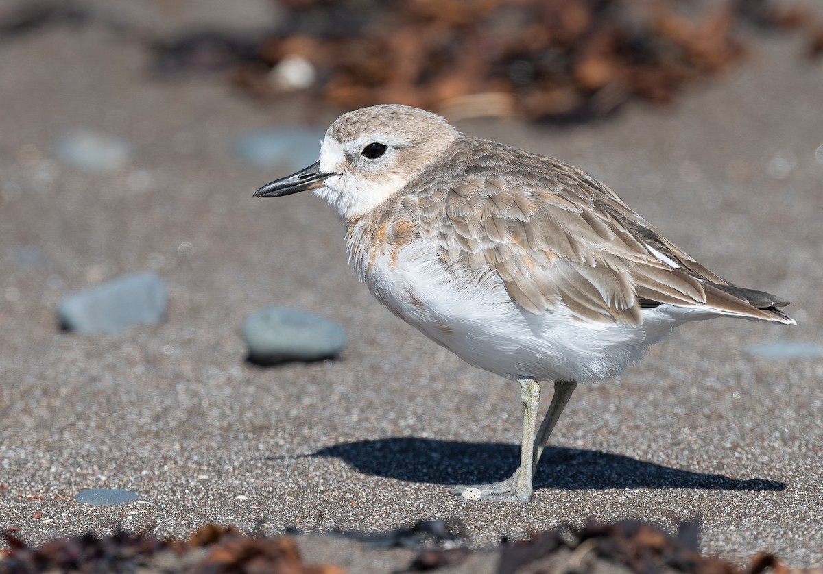 Red-breasted Dotterel - ML618598033