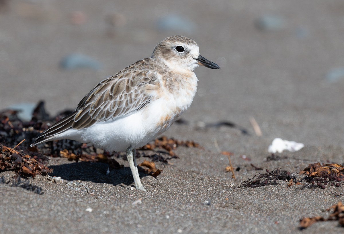 Red-breasted Dotterel - ML618598039