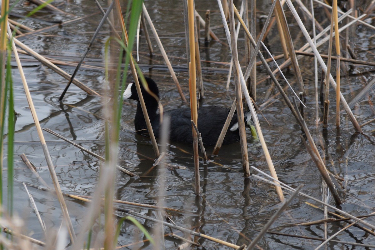 American Coot (Red-shielded) - William Harmon
