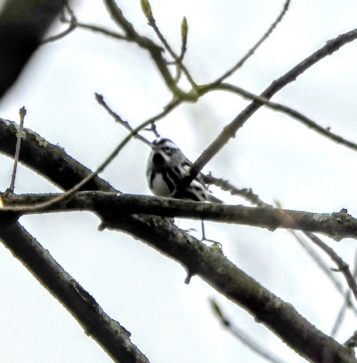 Black-and-white Warbler - ML618598098