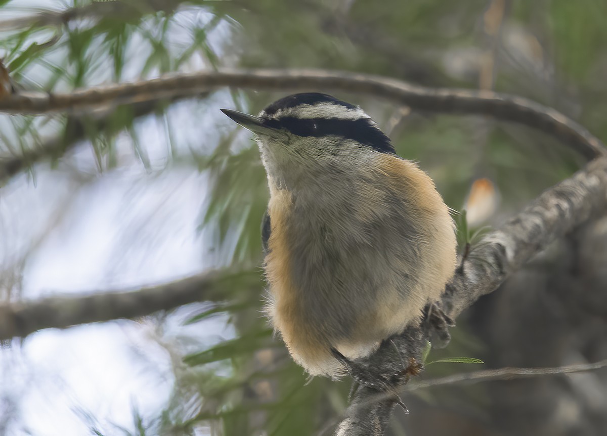 Red-breasted Nuthatch - ML618598099