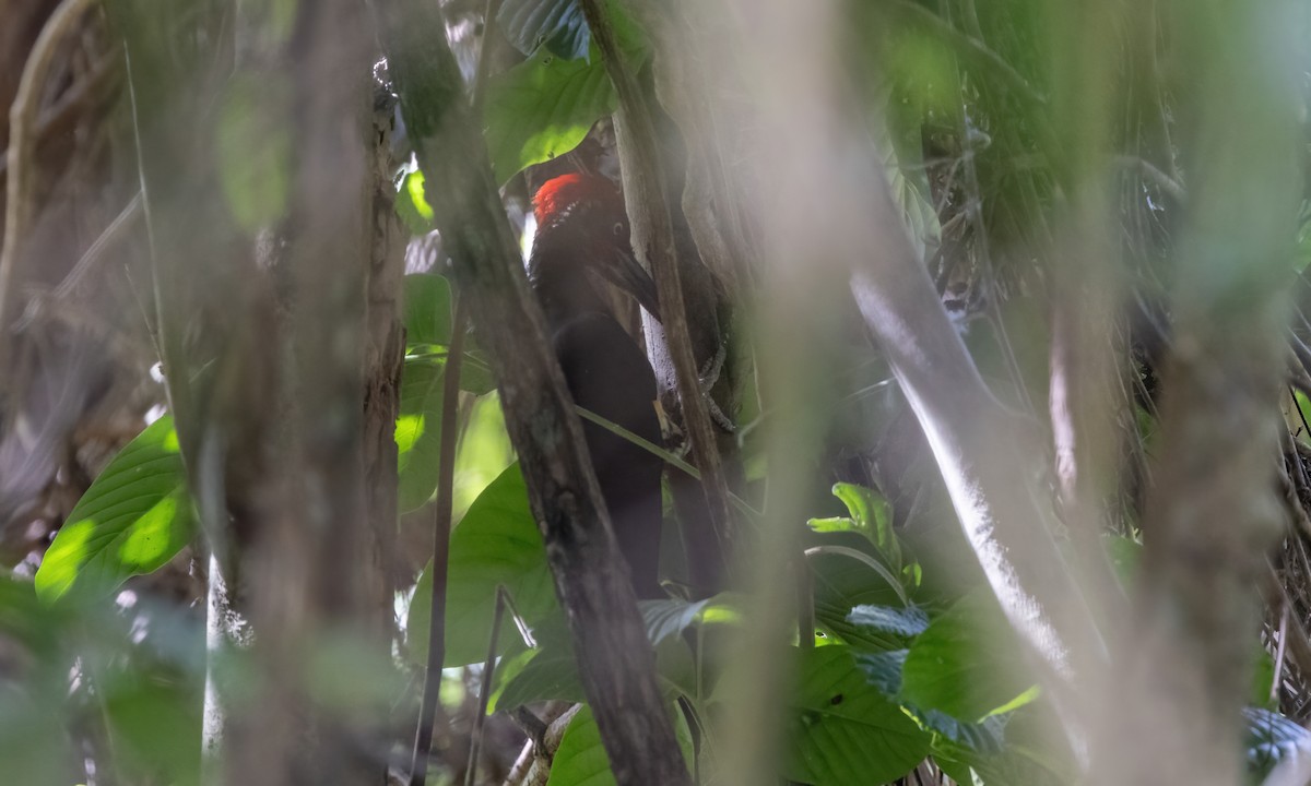 White-bellied Woodpecker - ML618598103