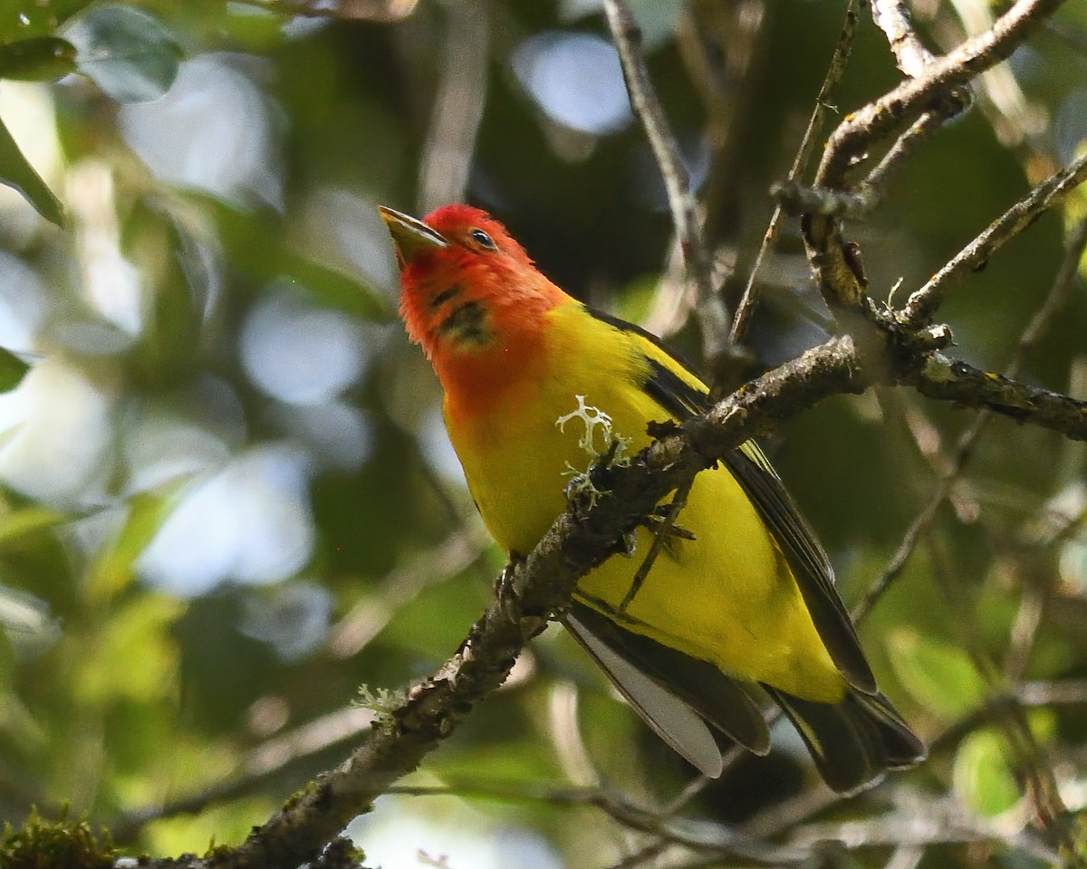Western Tanager - ML618598130