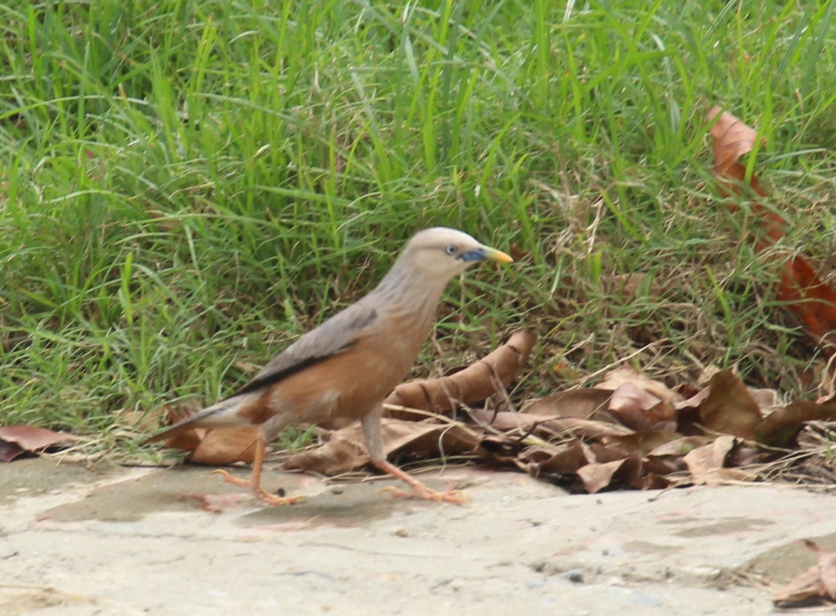 Chestnut-tailed Starling - ML618598140