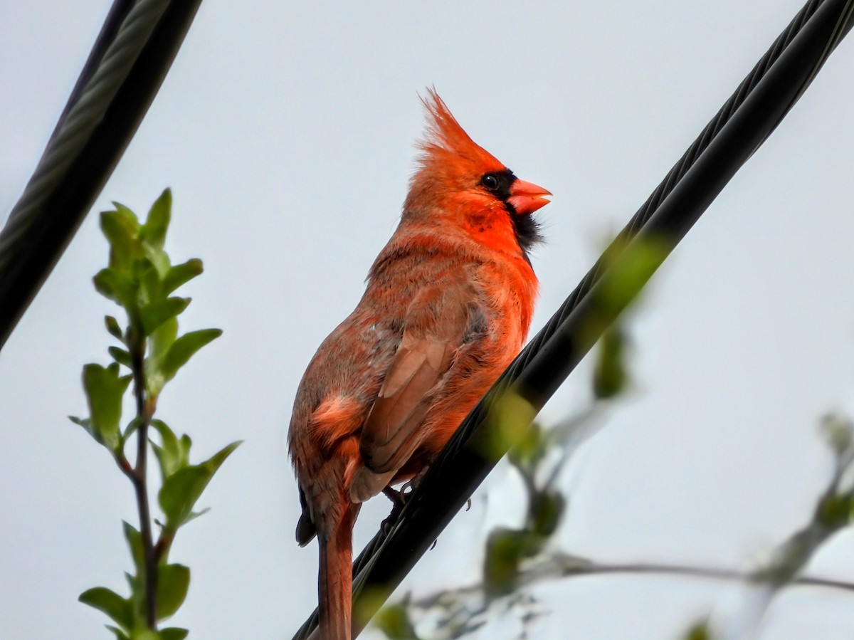 Cardinal rouge - ML618598146