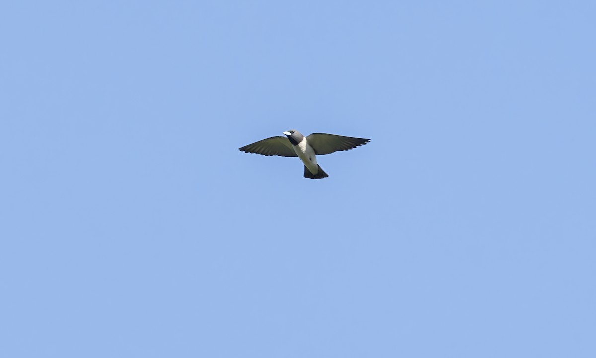White-breasted Woodswallow - ML618598159