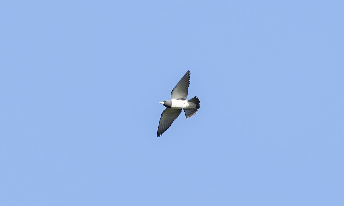 White-breasted Woodswallow - ML618598160