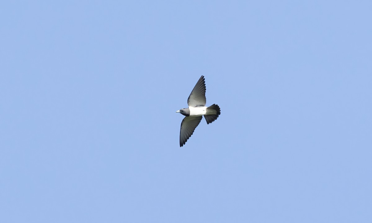 White-breasted Woodswallow - ML618598161