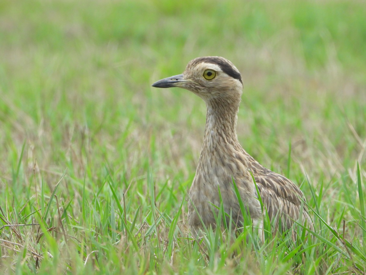 Double-striped Thick-knee - ML618598169