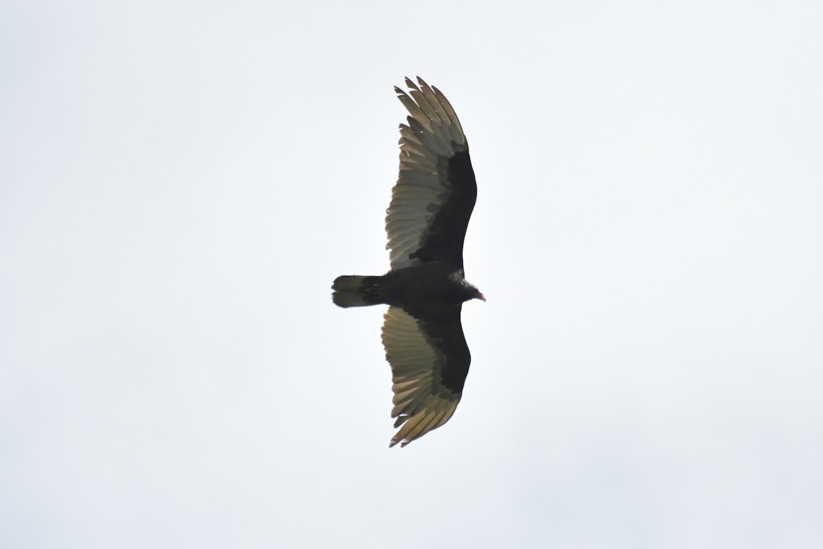 Turkey Vulture - ML618598195