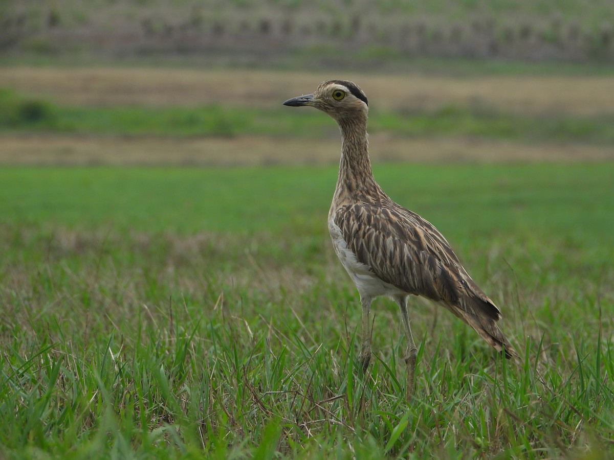 Double-striped Thick-knee - ML618598215