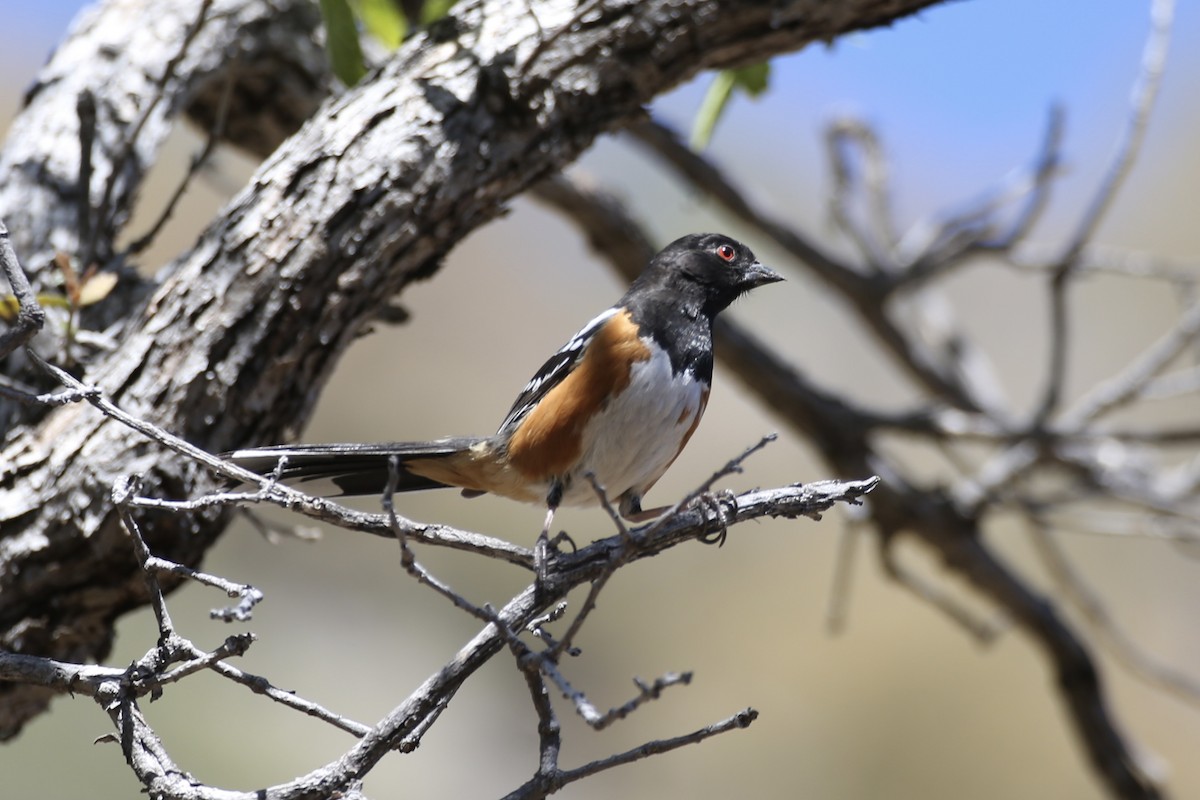 Spotted Towhee - ML618598228