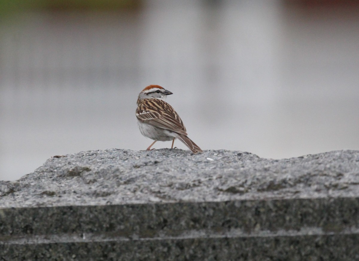 Chipping Sparrow - ML618598246