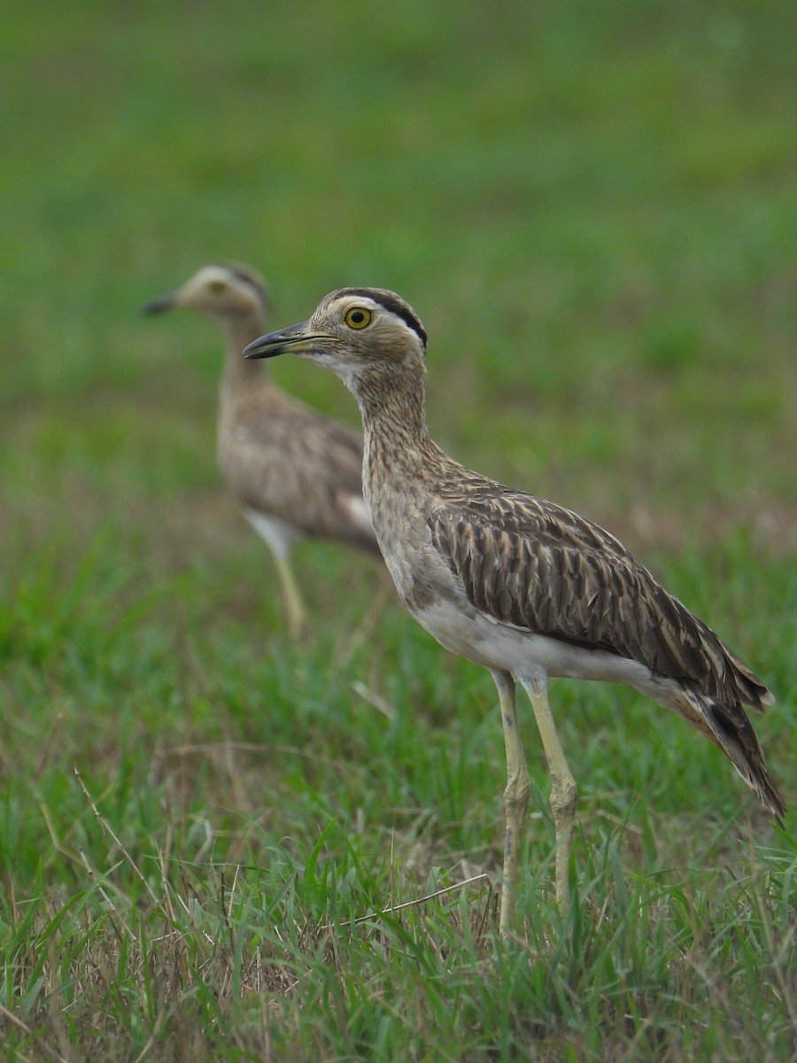 Double-striped Thick-knee - ML618598262