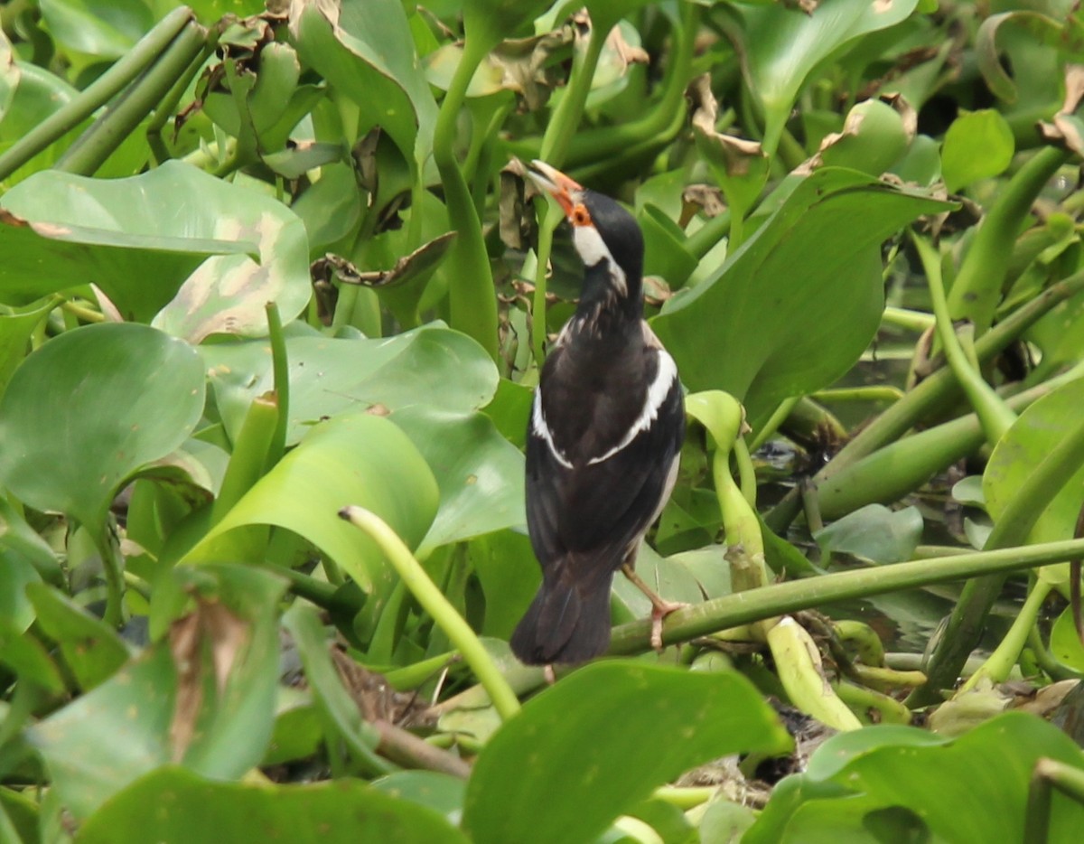 Indian Pied Starling - ML618598323