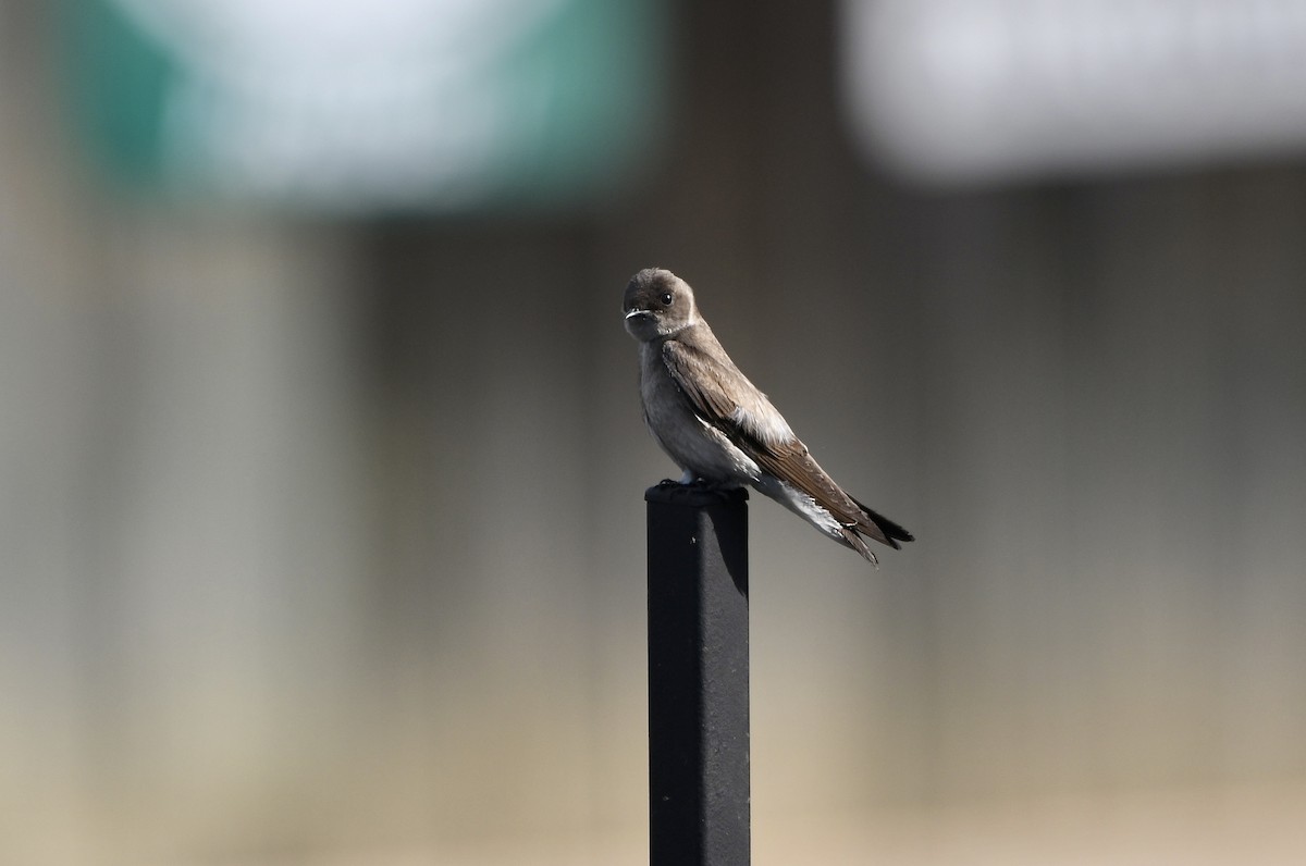 Northern Rough-winged Swallow - ML618598355