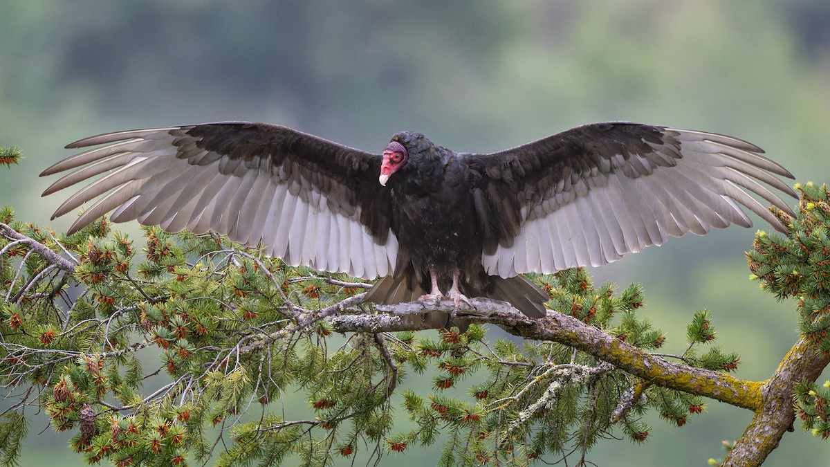 Turkey Vulture - ML618598359