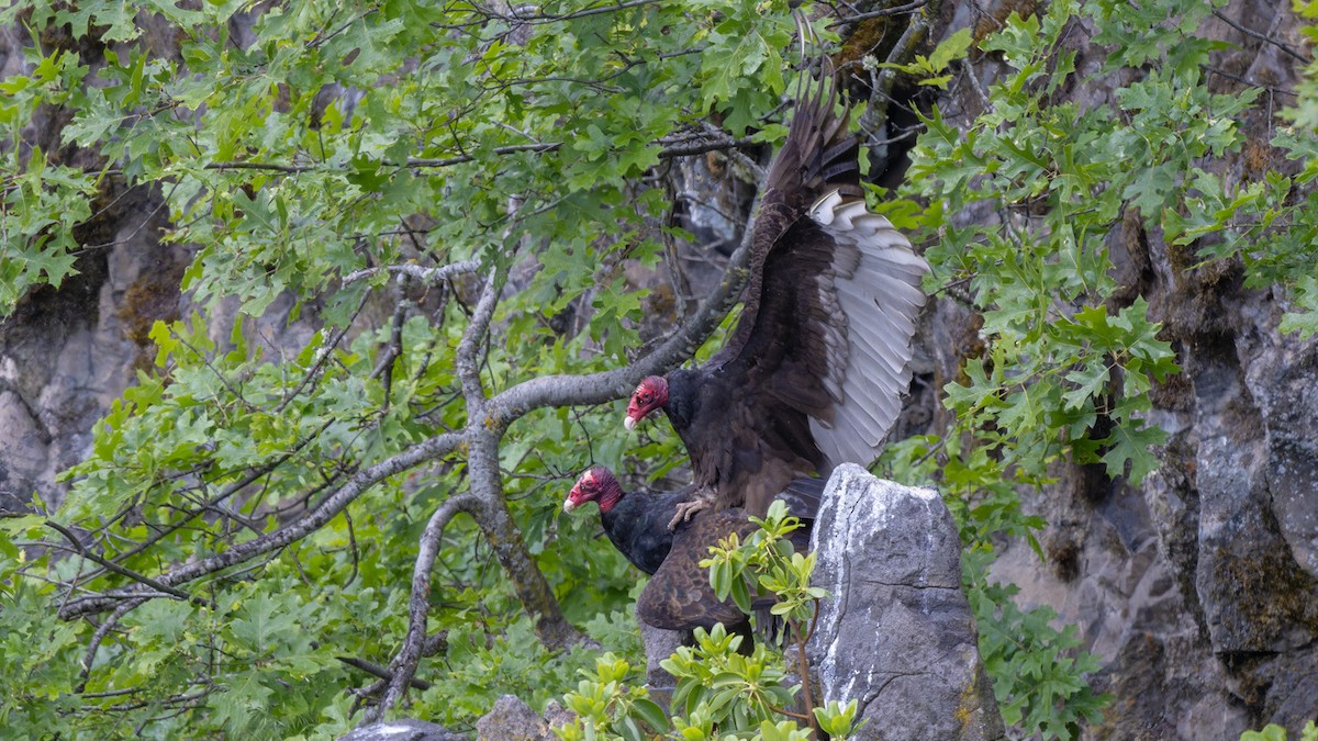 Turkey Vulture - ML618598360