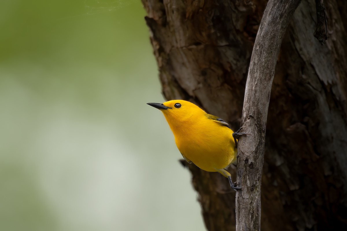 Prothonotary Warbler - ML618598387