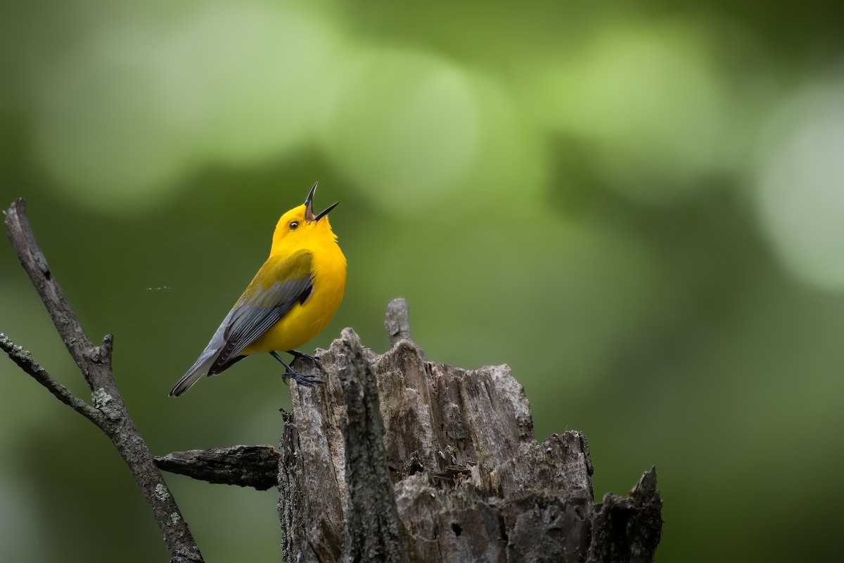 Prothonotary Warbler - ML618598388