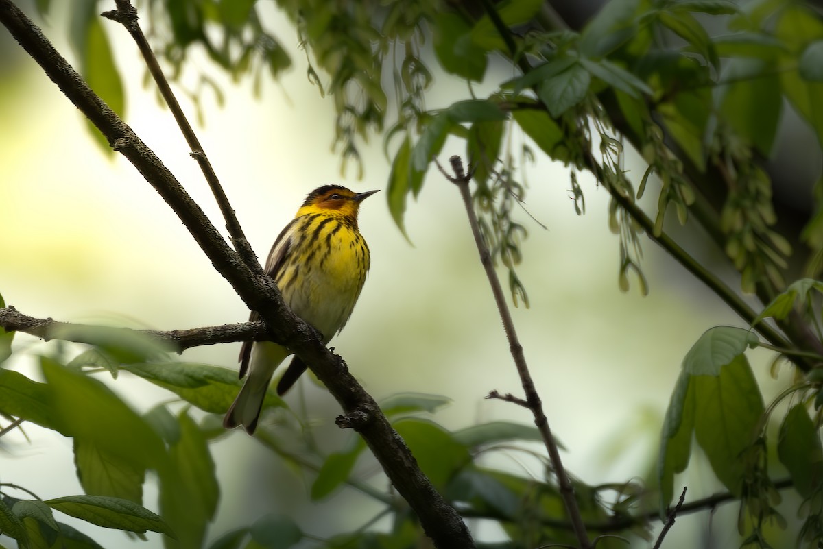 Cape May Warbler - ML618598396